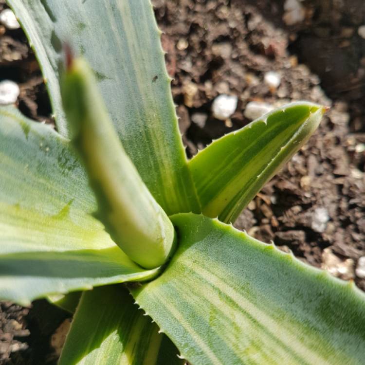 Plant image Agave americana 'Striata'