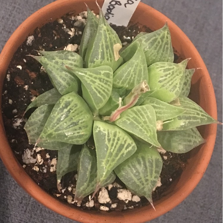 Plant image Haworthia mirabilis 'Badia'