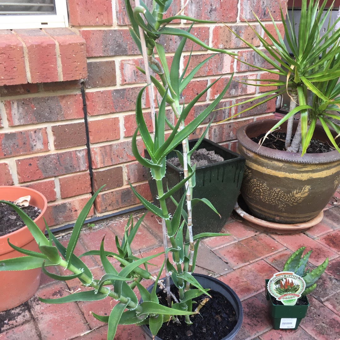 Aloe Ciliaris