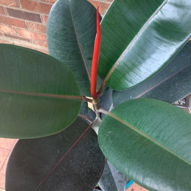 Rubber Tree 'Robusta'