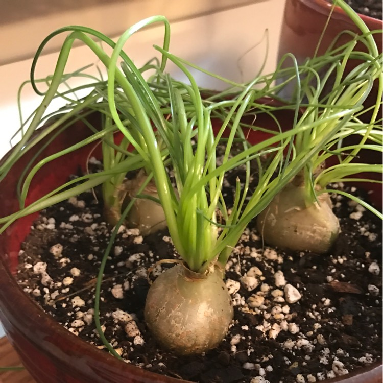 Plant image Albuca Polyphylla