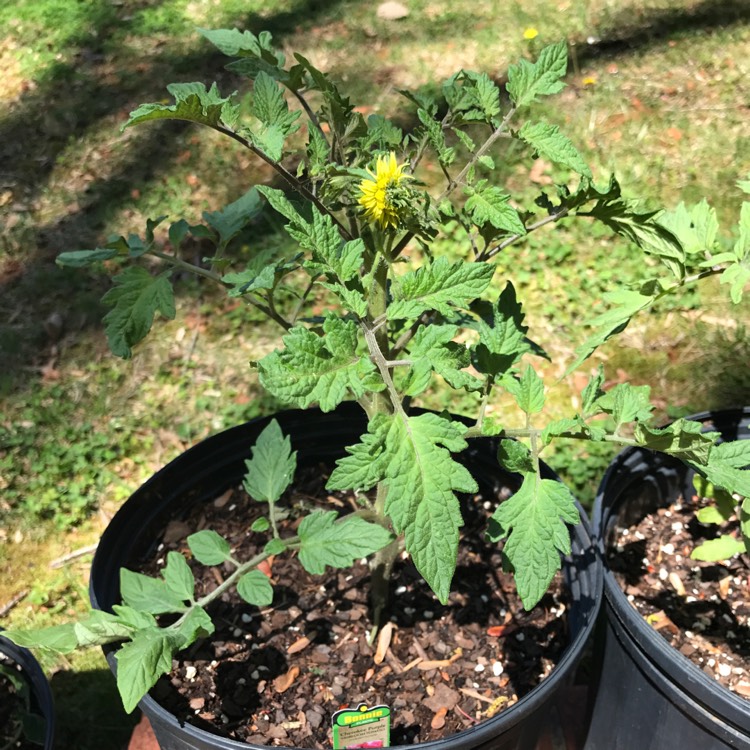 Plant image Solanum Lycopersicum 'Purple Cherokee'