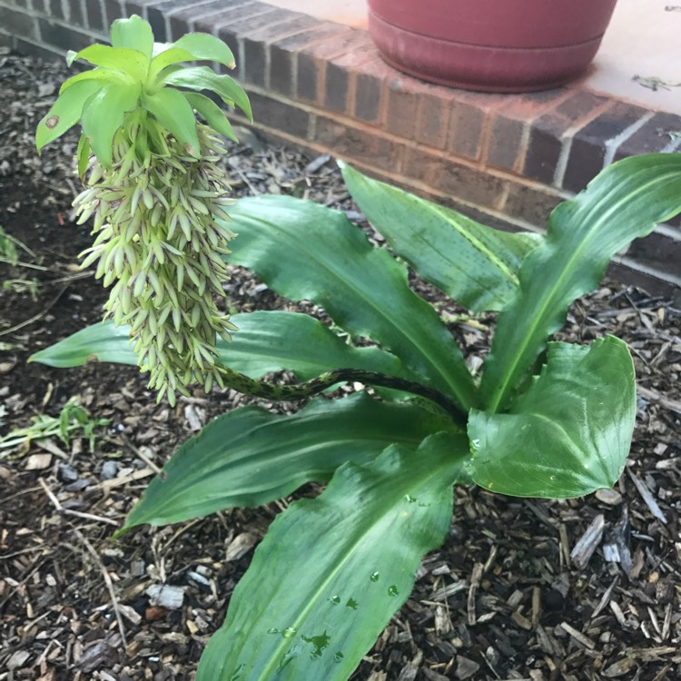 Plant image Eucomis autumnalis