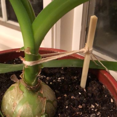 Albuca bracteata syn. Ornithogalum longebracteatum