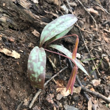 Erythronium americanum