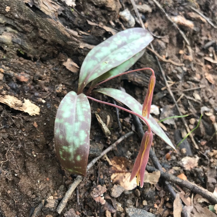 Plant image Erythronium americanum