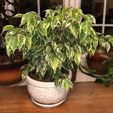 Ficus benjamina 'Variegata'