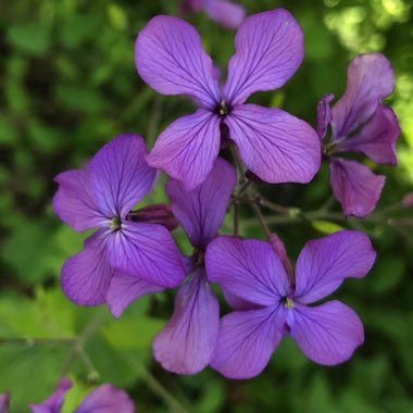 Lunaria annua