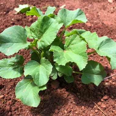 Cucumis melo var. cantalupensis 'Hale's Best Jumbo'