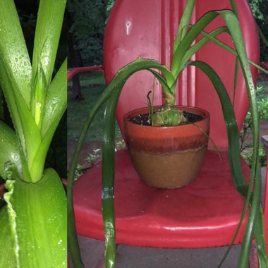 Albuca bracteata syn. Ornithogalum longebracteatum