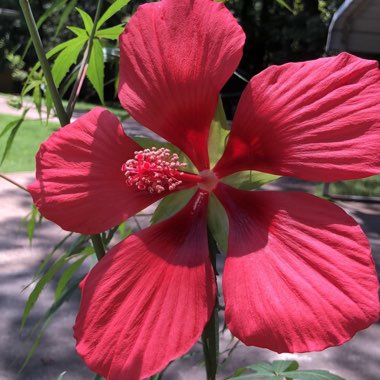 Hibiscus coccineus