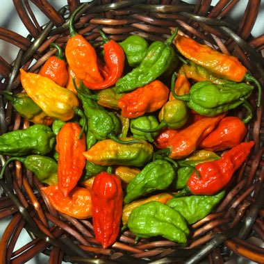 Capsicum Annuum 'Bhut Jolokia'