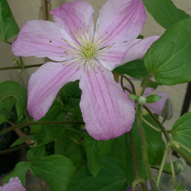 Plant image Clematis 'Comtesse De Bouchaud'