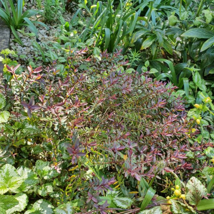 Plant image Hebe 'Burgundy Blush'