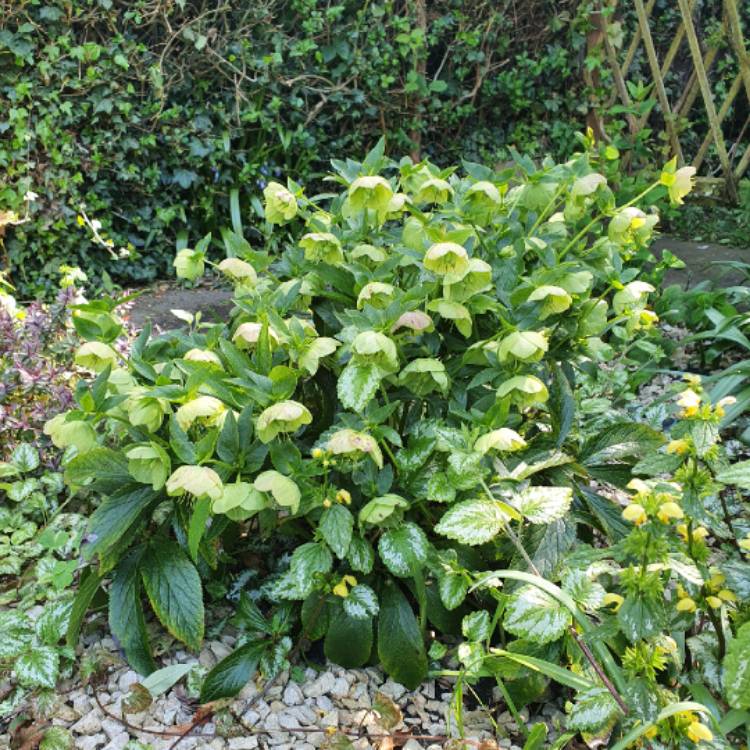 Plant image Helleborus viridis