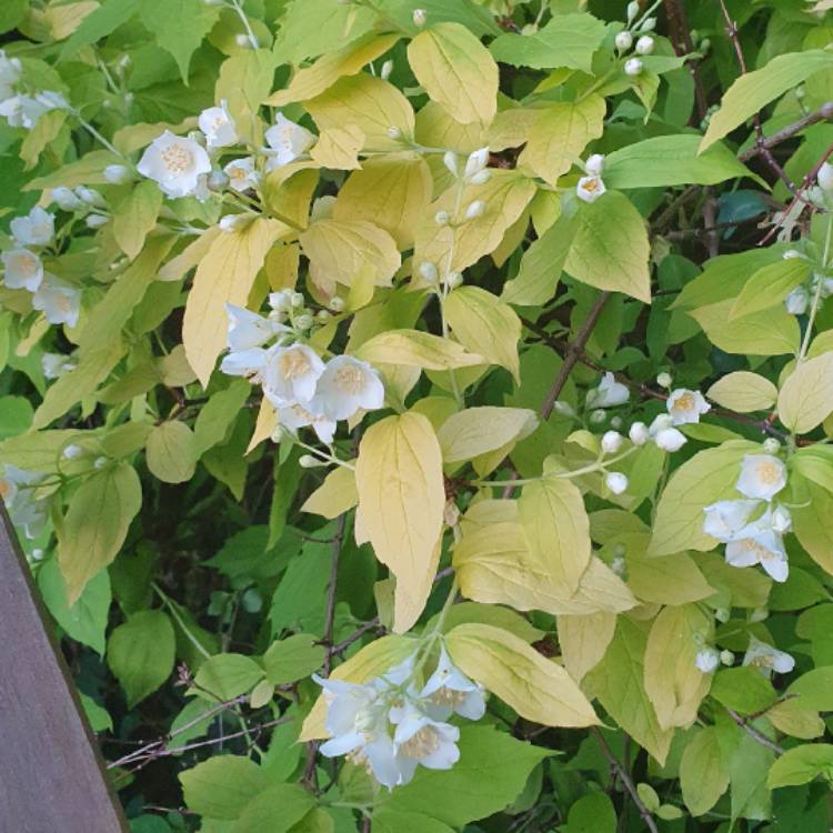 Plant image Philadelphus coronarius 'Aureus'