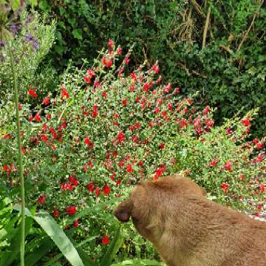 Sage 'Hot Lips'