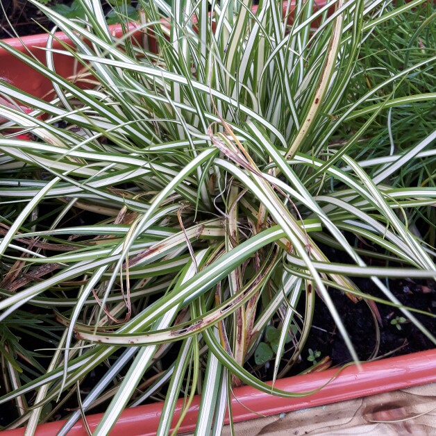 Plant image Carex oshimensis 'Evergold'