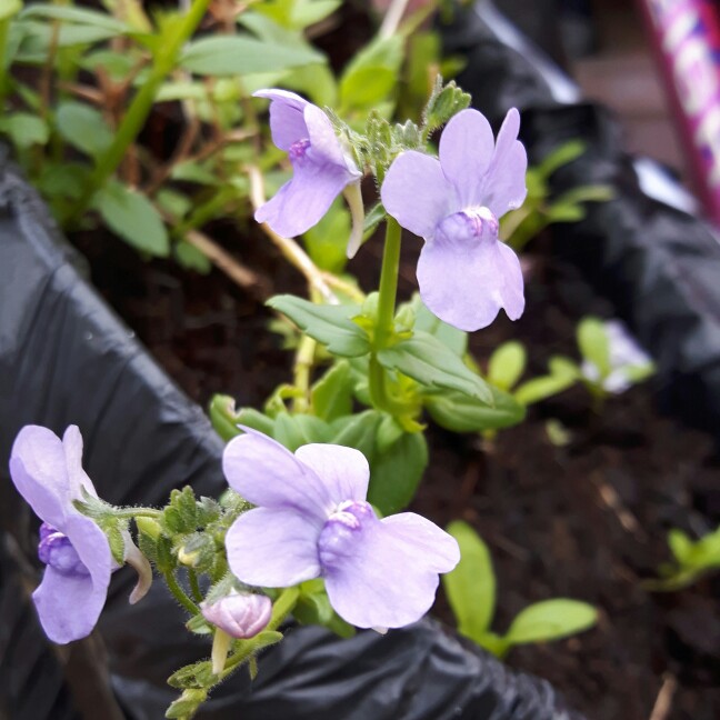 Plant image Nemesia nuvo 'Carmine'