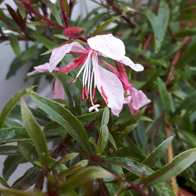 Plant image Oenothera lindheimeri 'Florgaucompi' syn. Oenothera lindheimeri 'Gaudi Pink', Gaura lindheimeri 'Gaudi Pink'