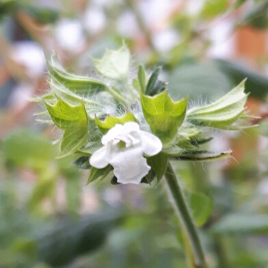 Plant image Mentha x piperita f. citrata 'Lemon'