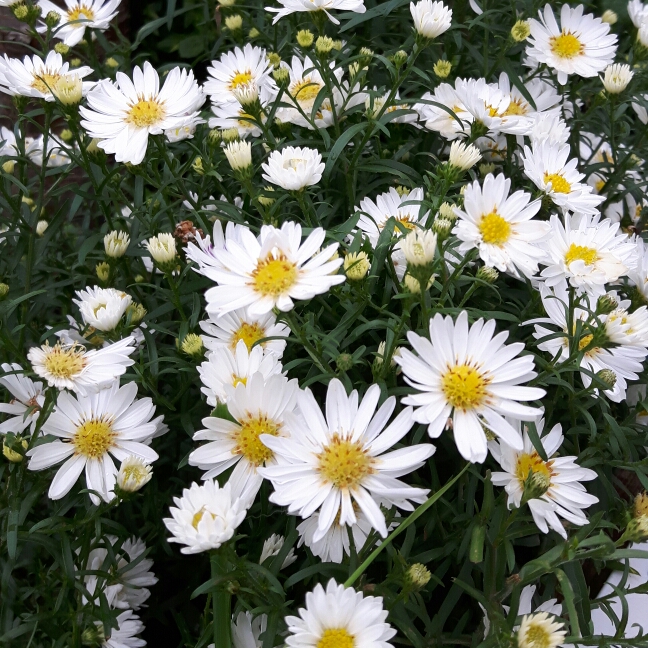 Plant image Chrysanthemum x morifolium 'Shannon White'