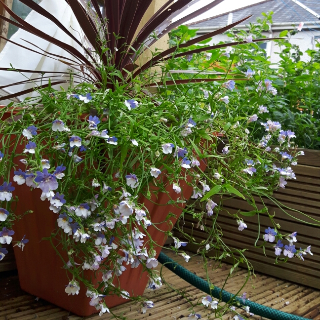 Plant image Nemesia strumosa 'KLM'