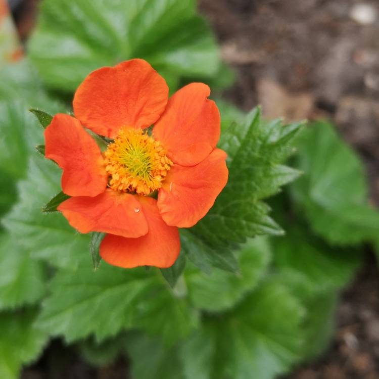 Plant image Geum Coccineum 'Cooky'