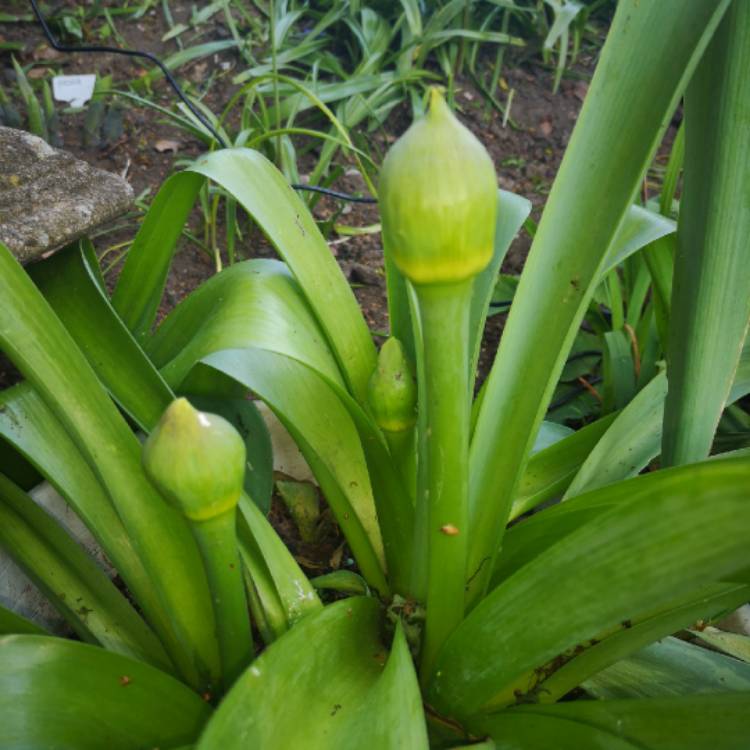 plant image 1015025