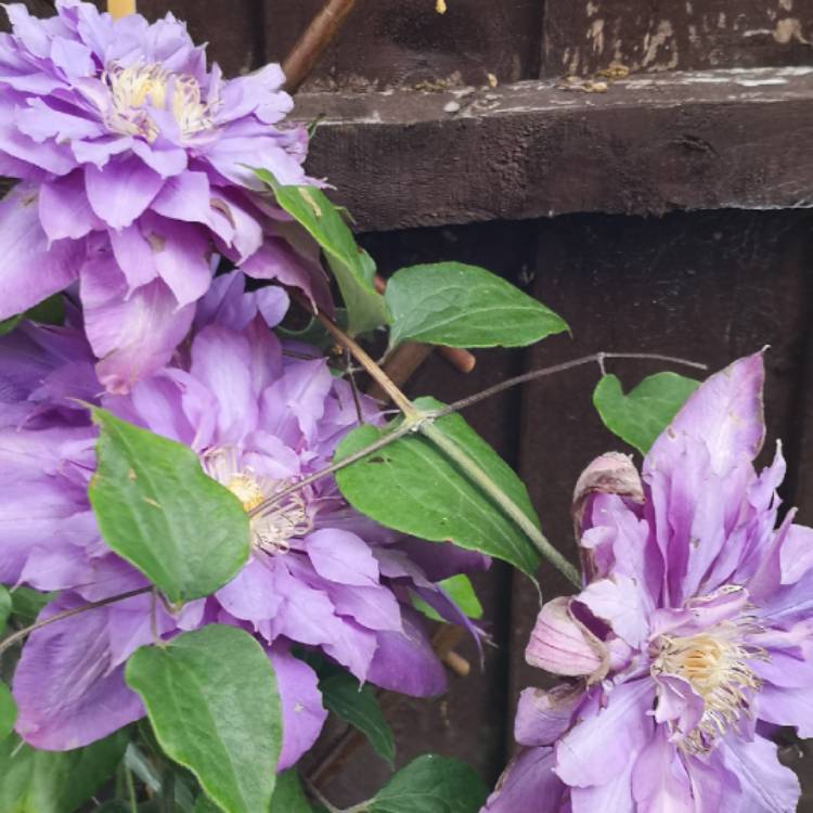 Plant image Clematis 'Vyvyan Pennell'