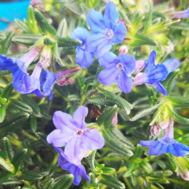 Plant image Lithodora diffusa 'Heavenly Blue' syn. Lithospermum diffusum 'Heavenly Blue' ; Lithospermum 'Heavenly Blue'