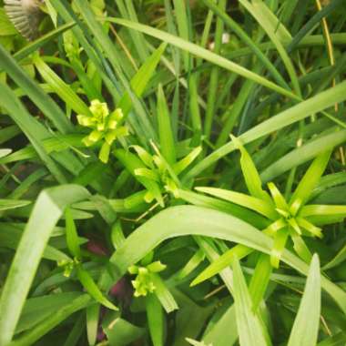 Lilium (Asiatic)