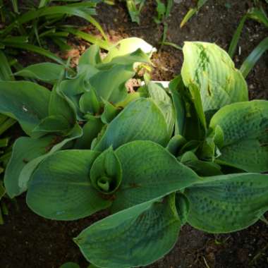 Hosta