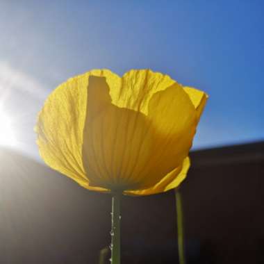 Meconopsis cambrica