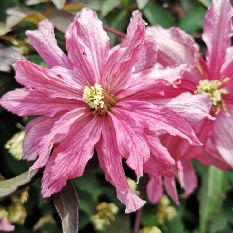 Plant image Clematis montana 'Broughton Star'