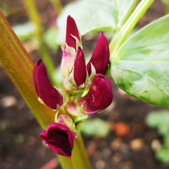 Plant image Vicia Faba 'Crimson Flowered'