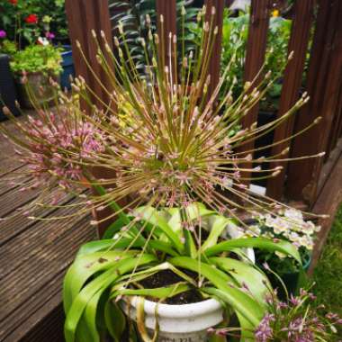 Allium schubertii