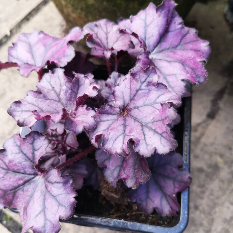 Plant image Heuchera 'Forever Purple'