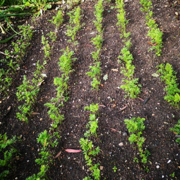 Plant image Daucus carota subsp. sativus 'Sugarsnax 54'