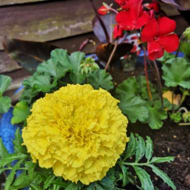 Tagetes erecta