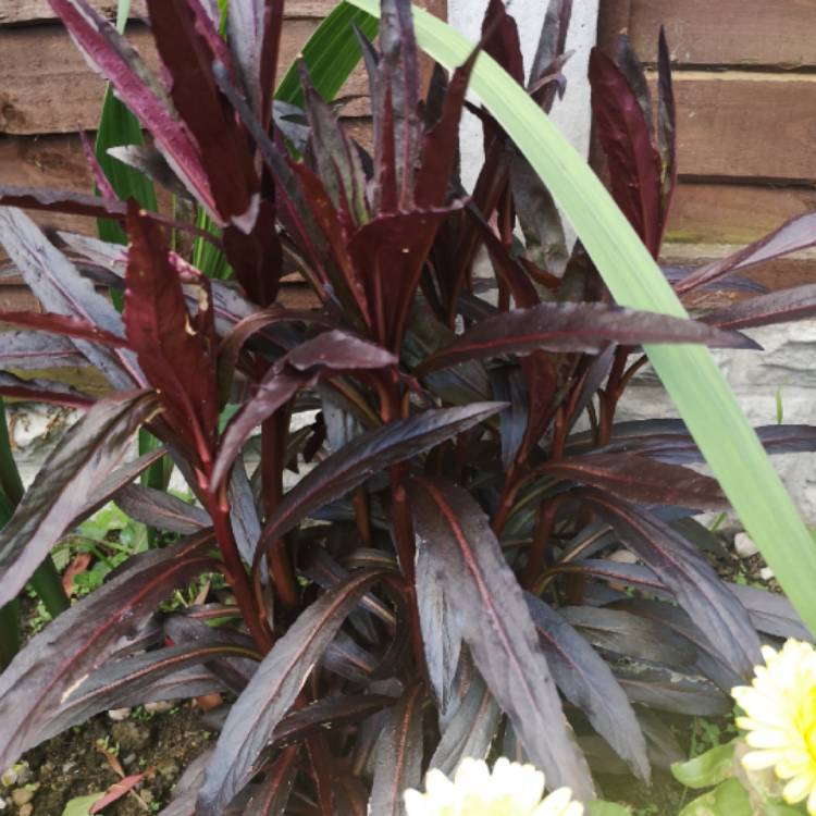 Plant image Lobelia x speciosa