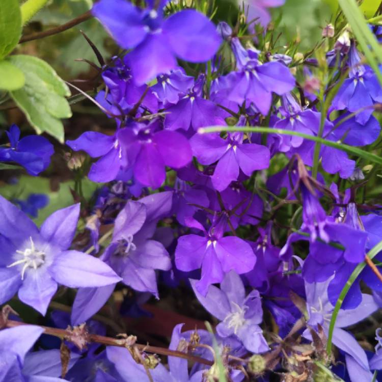 Plant image Lobelia Erinus 'Crystal Palace'