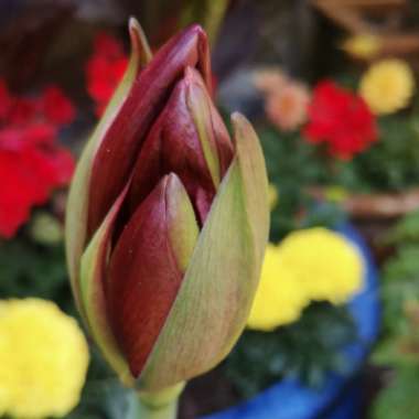 Hippeastrum (Spider Group) 'Carmen'