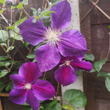 Clematis 'Star Of India'