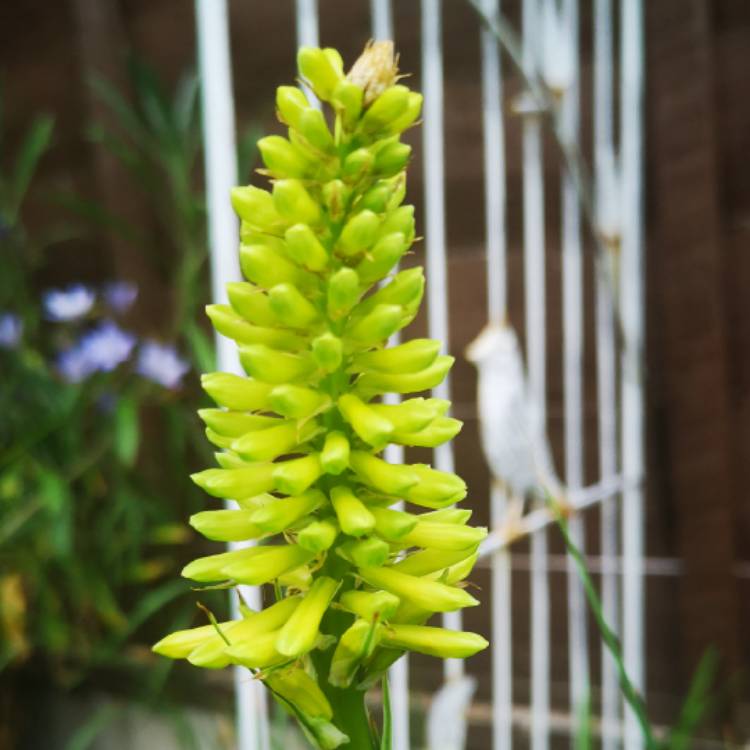 Plant image Kniphofia 'Lemon Popsicle' (Popsicle Series)