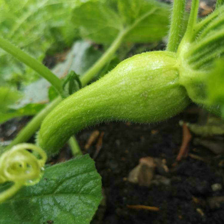 Plant image Cucurbita Moschata