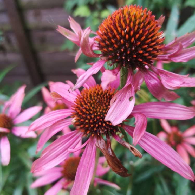 Plant image Echinacea 'Cheyenne Spirit' (Pink)