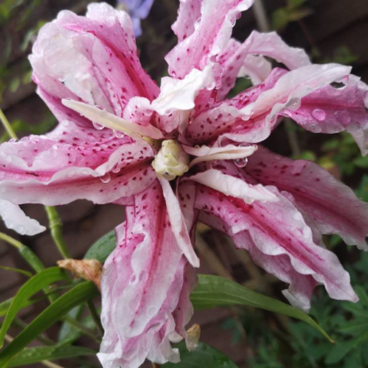 Plant image Lilium 'Magic Star'