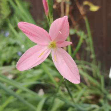 Hesperantha coccinea  syn. Schizostylis coccinea