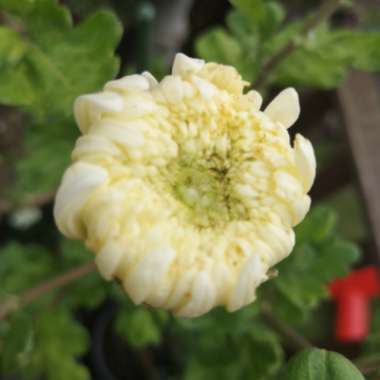 Chrysanthemum